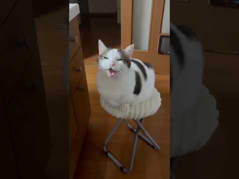 最後、ハト？ サムネイル