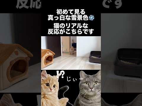 初雪を見た猫のリアルな反応がこちらです shorts 猫 猫のいる生活 サムネイル