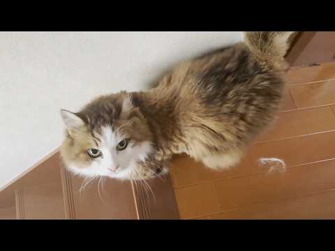 毛を刈った主犯格のお母さんをみんなで無視する猫 サムネイル