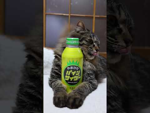 やまがたパインサイダー　260521　 cat のせ猫 cute　 やまがたパインサイダー ねこ ネコ　 猫 サイダー…