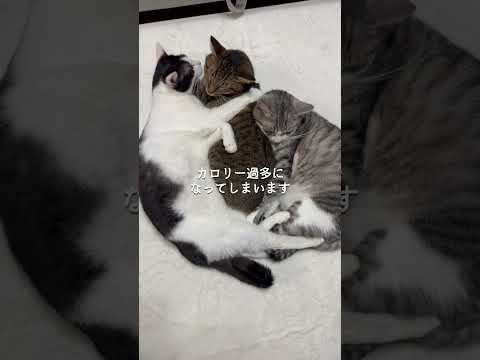 猫の寿命を左右する飼い主の行動3選 猫のいる暮らし 猫 猫動画 猫好きさんと繋がりたい 保護猫 ねこのいる生活 ねこ… サムネイル