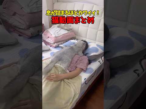 い、息が…❤️ 猫 cat cats cute サムネイル