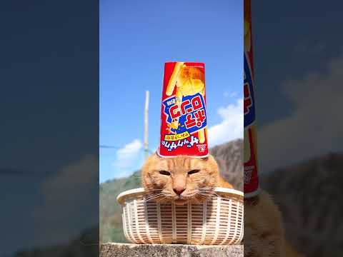 ポテロング＜しお味＞　260501　 cat のせ猫 cute　 ちゃとら ねこ ポテロング　 猫　 しお味 猫のいる… サムネイル