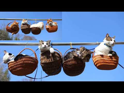 ４＋４のつりかご猫　260428 サムネイル