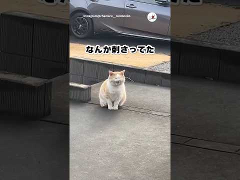 どこ行ってきたの？笑｜PECO サムネイル
