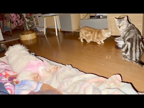 闇夜に光るあいちゃんと愉快な仲間たち。 サムネイル