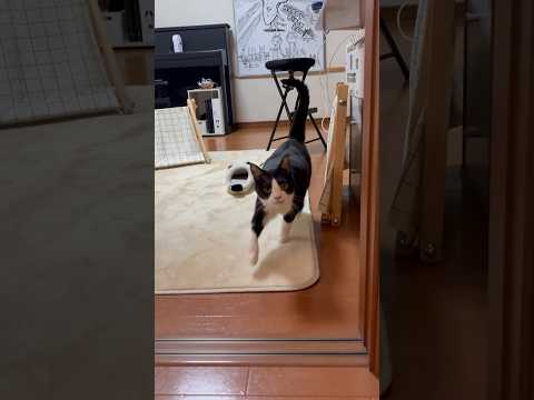 思ってたよりもお腹、揺れてた