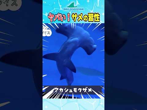 ヤバすぎるシュモクザメの生態 サムネイル