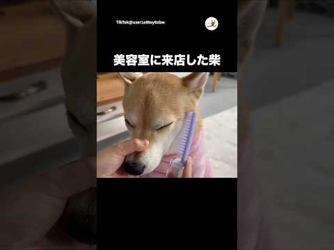 おままごとに付き合う柴犬｜PECO サムネイル