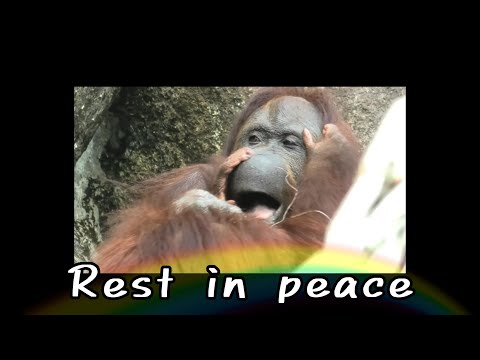 天国に旅立った類人猿　2025　／　Tears in Heaven サムネイル