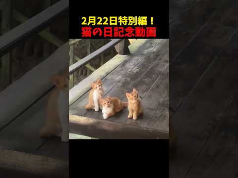 猫の日記念動画！つくりました！猫 cat cats cute LoopPot楽曲提供 サムネイル