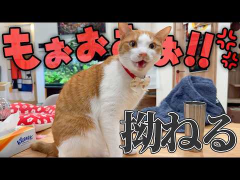 甘えん坊の猫が、拗ねて口も聞いてくれなくなりました。 サムネイル