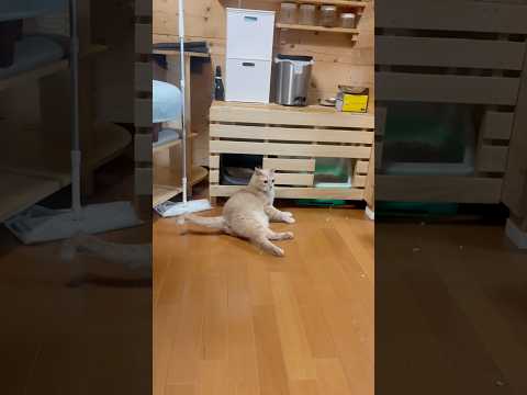 あかん、三半規管が サムネイル