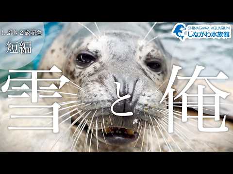 雪の降った日＠しながわ水族館【ゴマフアザラシ】 サムネイル