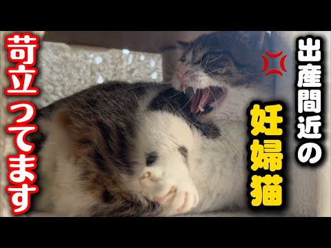 出産間近か⁈妊婦猫を撫でようとしたらキレられた