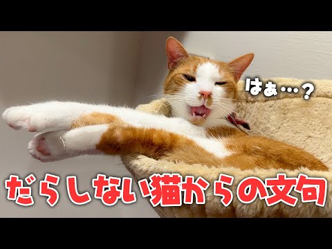 だらしない猫を注意したらすんごい文句言われた。 サムネイル