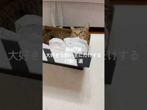 猫が1番大好きな飼い主にだけする行動3選 猫 ねこ 猫好きさんと繋がりたい 保護猫 猫動画 雑学 豆知識 VOICEV… サムネイル