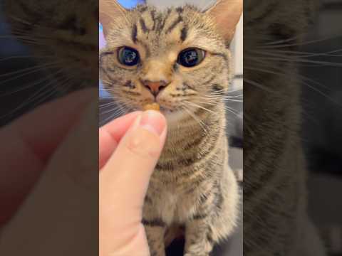 もふもふ猫たち、お出迎えが可愛すぎて優勝...!! cat 猫 サムネイル