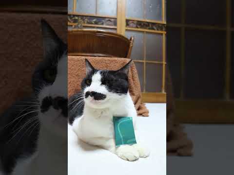 ビエ オザマンド ショコラ　260321　のせ猫　 cat　 cute　 kitten　 cutecat　 kitty… サムネイル