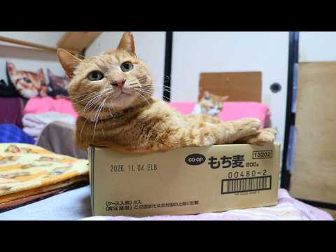 もち麦の箱の麦茶　box and cat　260305 サムネイル