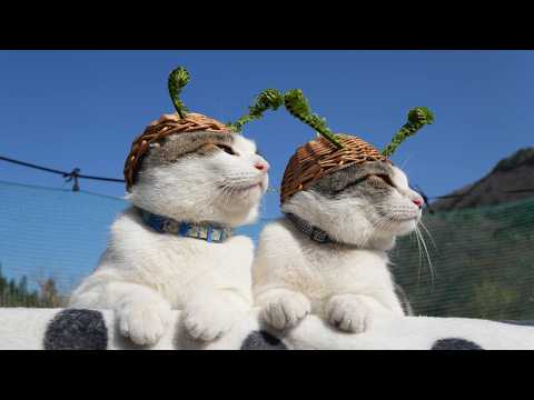 こごみ帽子　のせ猫　2026　260502 サムネイル