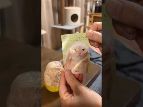 たれみみ KITAN CLUB ねこ のかぶりもの 猫 cat アメショ サムネイル