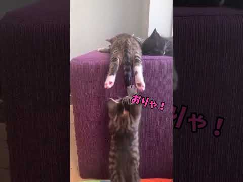 猫様、降臨✨
