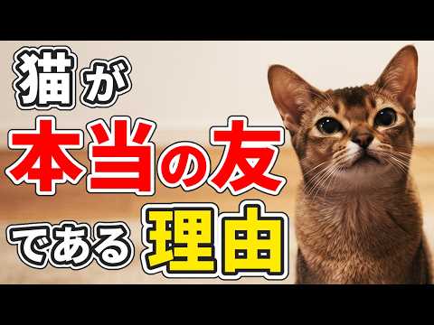 あなたが落ち込んだ時、あなたの猫がなぜかそばに来る理由