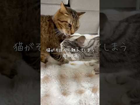 猫がそばから離れてしまう理由3選 猫 ねこ 猫のいる暮らし 保護猫 猫好きさんと繋がりたい ねこ動画 雑学 豆知識 V… サムネイル