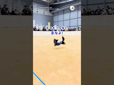 ドッグレースで一直線に走るはずなのに…｜PECO サムネイル