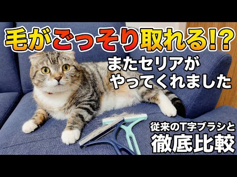 【閲覧注意】本当に毛が取れる？ペットの毛取りクリーナー（セリア）と従来のT字ブラシを徹底比較したら驚きの除毛力🤣🤣🤣 サムネイル