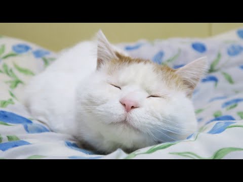 こたつの猫たち がライブ配信中！2026年3月11日 サムネイル