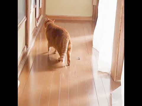 麦茶帰宅　260123　ねこ　チャトラ猫　 cat 猫のいる暮らし ネコ　 cute　 ねこ　 猫のいる生活　 cut… サムネイル