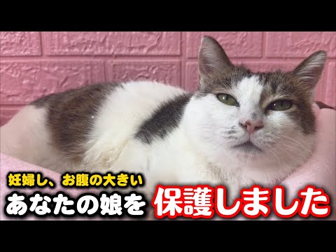 妊婦猫が分娩室の生活に少しずつ慣れてきました サムネイル