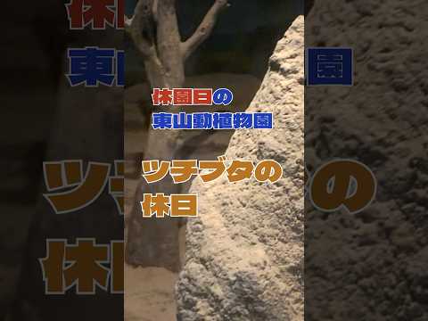 【東山動植物園公式】休園日の様子　《 ツチブタ　夜行性　自然動物館 》 #short サムネイル