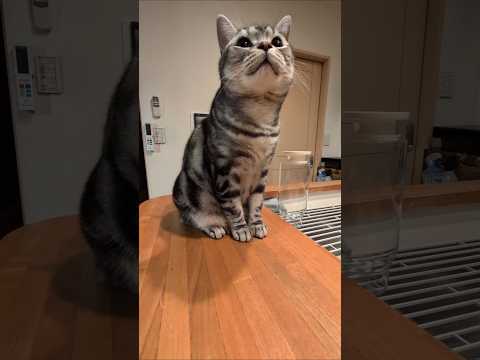 アメショーのラッテ アメショ アメリカンショートヘア 猫と暮らす家猫との暮らし猫 サムネイル