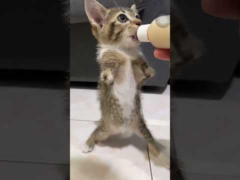Small tutu🐱🦖 サムネイル