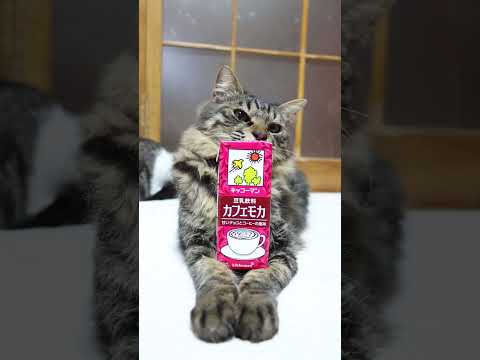 豆乳飲料 カフェモカ　260118　のせ猫　豆乳飲料　カフェモカ　 cat cute ねこ　 猫のいる暮らし　 ネコ… サムネイル