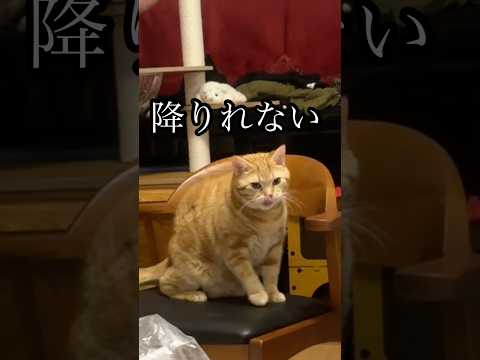 降りれない ねこ cat アメショ イス うめ サムネイル