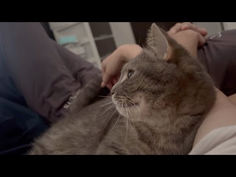 【オフショット】ママがこっそり撮ってた、猫の素顔 サムネイル