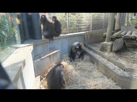 マンドリル集　京都市動物園　日本平動物園　東山動植物園　のんほいパーク　日本モンキーセンター　202512 サムネイル