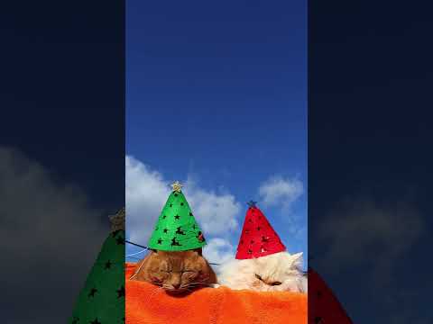 クリスマスツリー　帽子　251223　のせ猫　クリスマス　 cat cute ねこ　 ネコ　 猫のいる暮らし　 猫のい… サムネイル