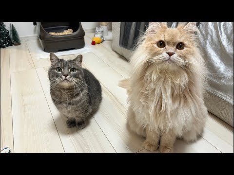 アクアとフランマ がライブ配信中！ サムネイル