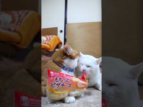 もちっとピザチーズ　251228　のせ猫　 cat ねこ cute　 猫のいる暮らし　 ネコ　 kitty　 kitt… サムネイル