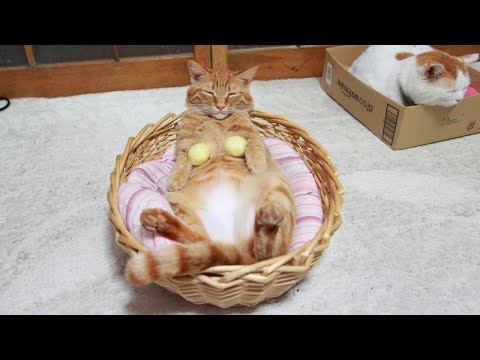 こたつのねこたちLIVE配信　　2026年1月3日 サムネイル