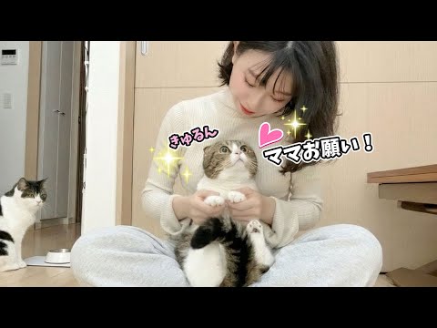 ママに全力でおねだりする猫が人間みたいで可愛すぎる！ サムネイル