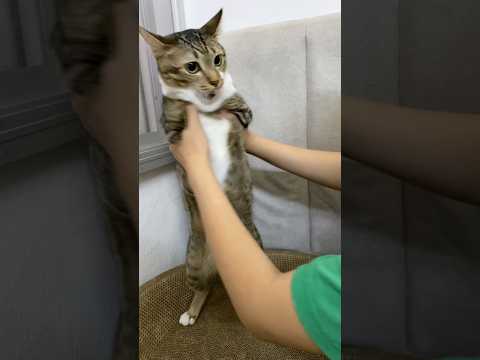 🐱🦖 サムネイル