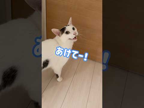 文句多めのチロさん！ shorts