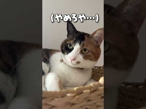 あの、迷惑です…。 サムネイル