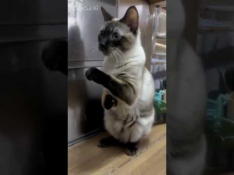 シャム猫shorts funny catkitten ガッツくん サムネイル